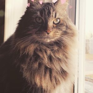 Meet your Posher, Molly